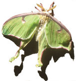 moth_small