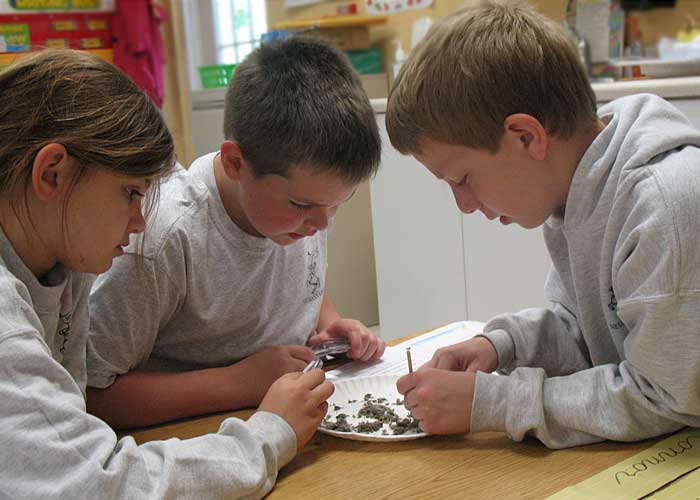 Kids dissecting owl pellets